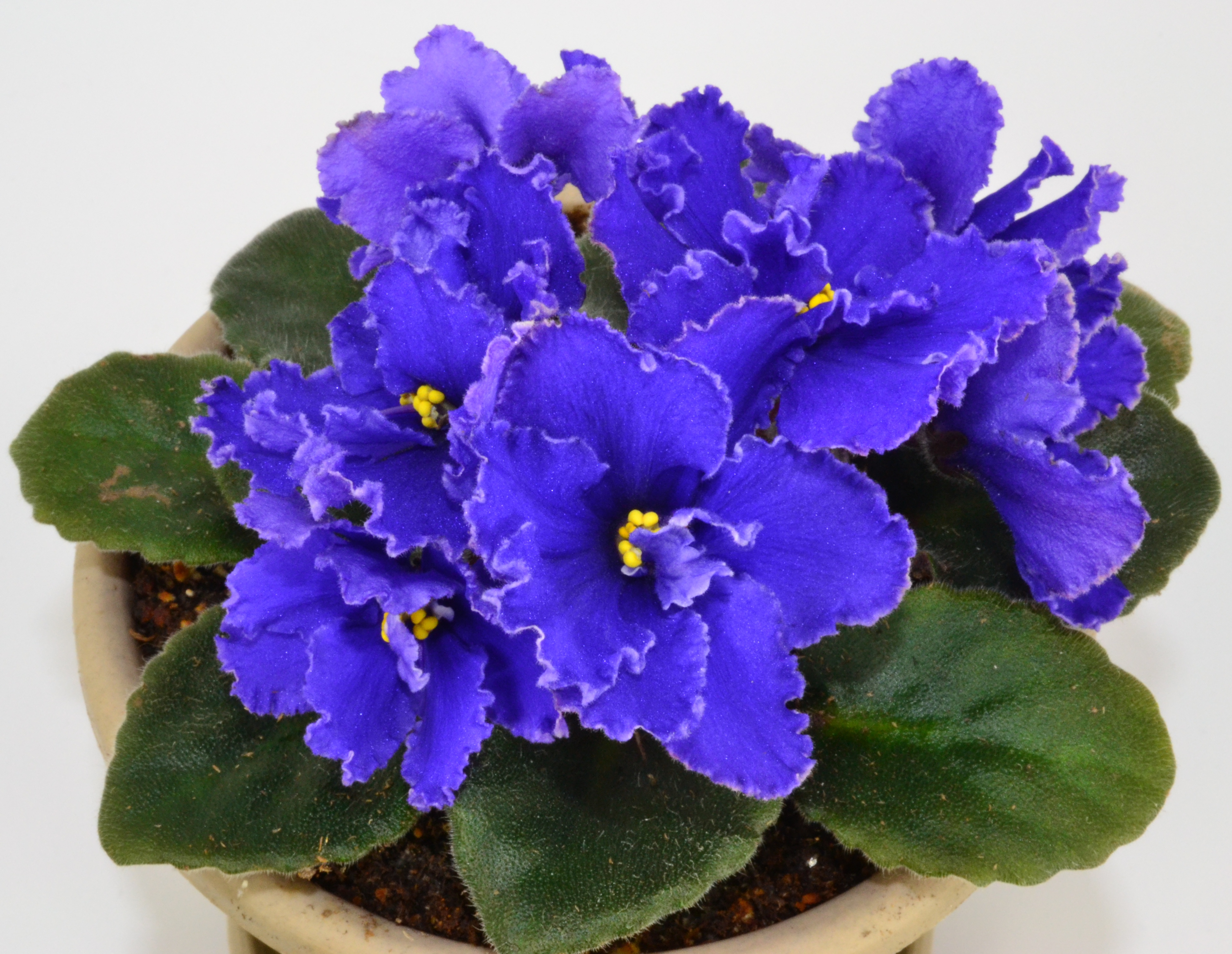 EZ-gro African Violet Fertilizer