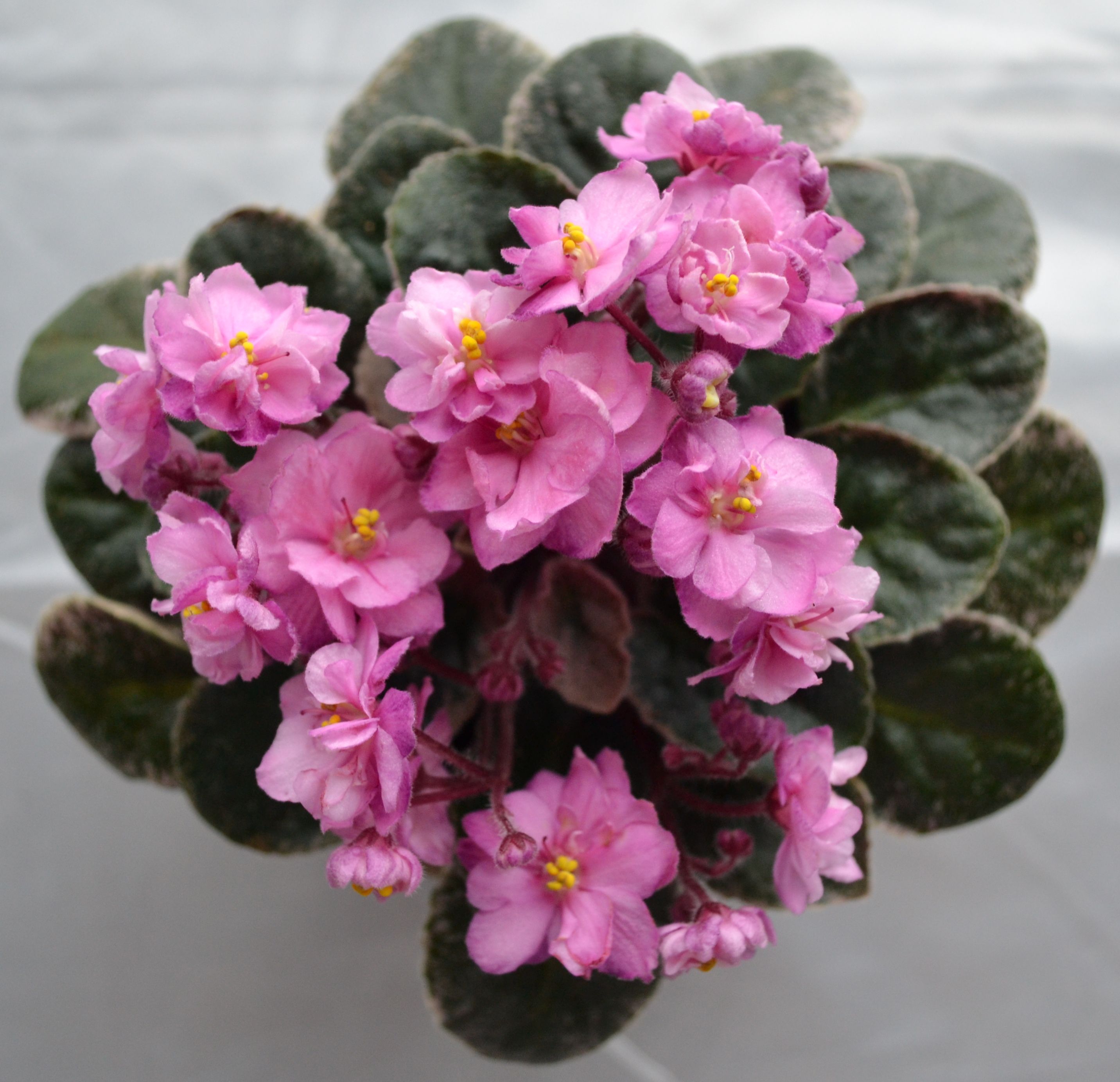 EZ-gro African Violet Fertilizer