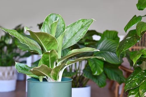 The Best House Plant Fertilizer